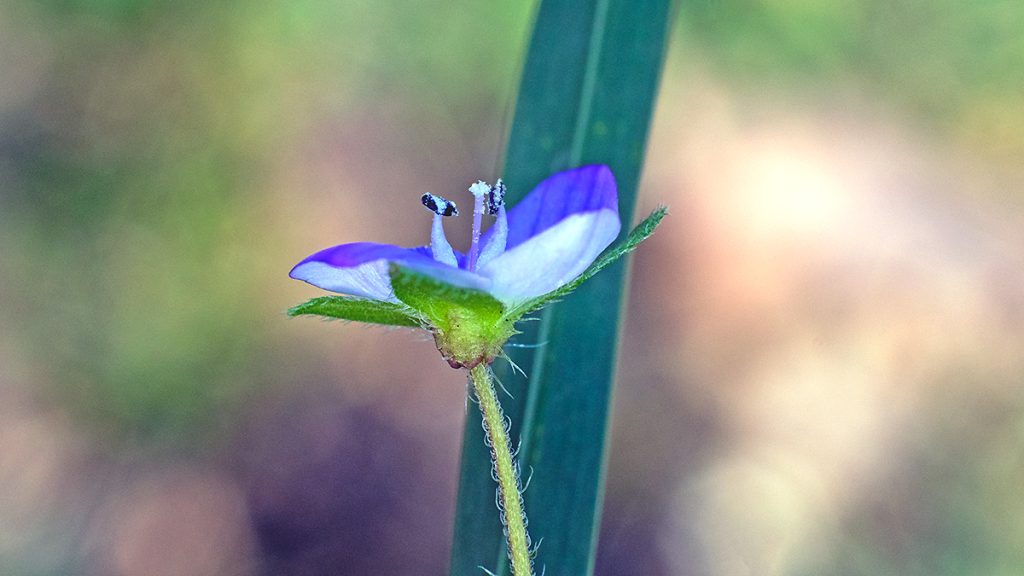 Common Field Speedwell