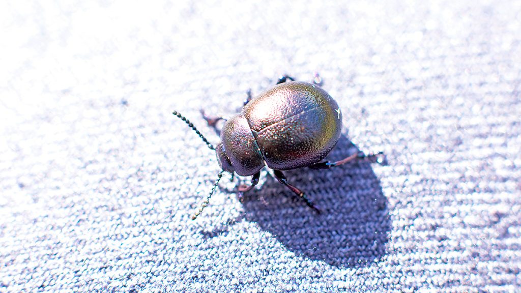 Lesser Bloody-nosed Beetle