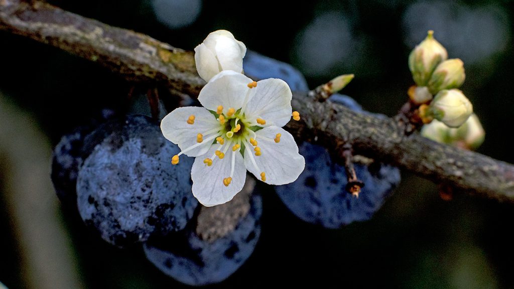 Blackthorn flower