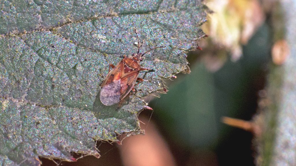 Birch Catkin Bug
