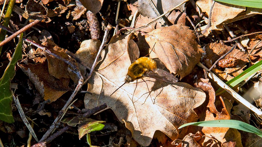 Dark-edged Bee-fly