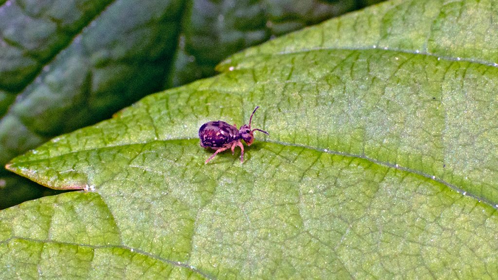 globular springtail