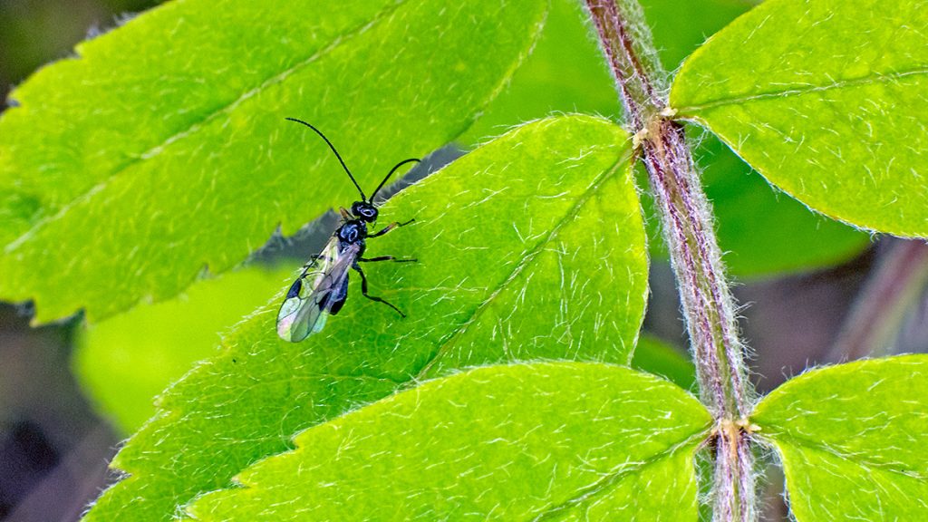 Braconid wasp