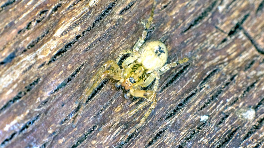Buzzing Spider