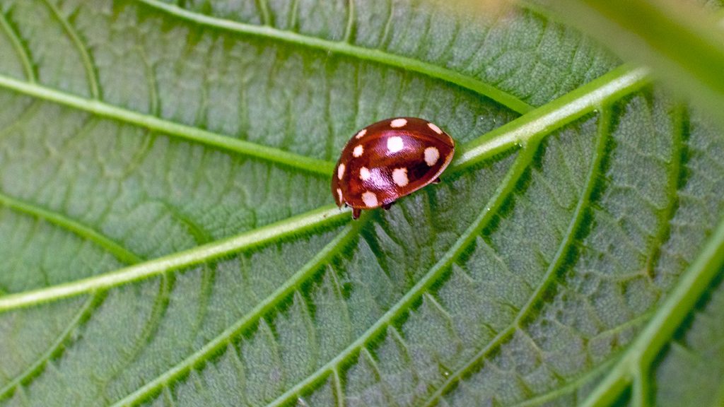Cream-spot Ladybird