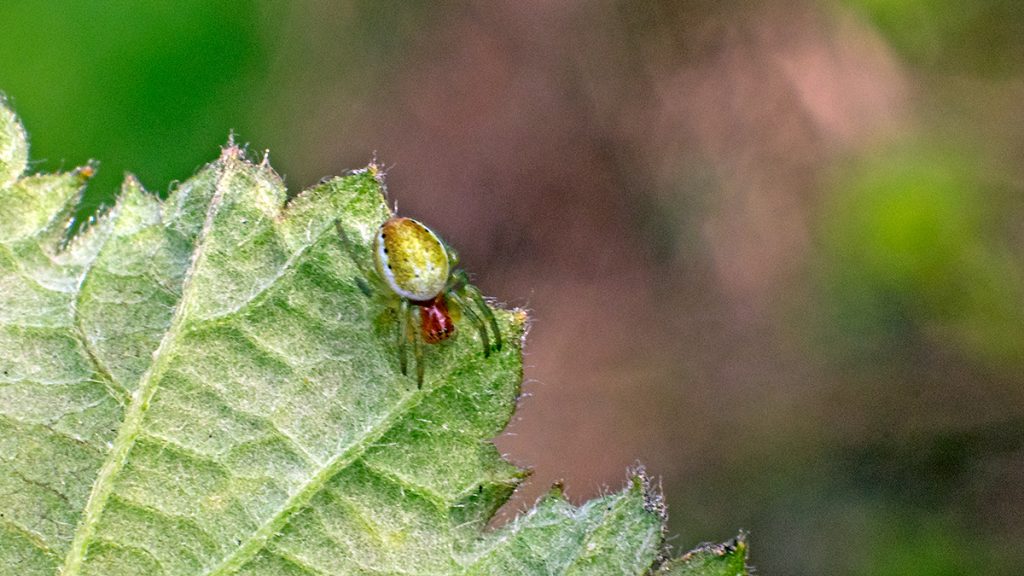 Cucumber Green Spider