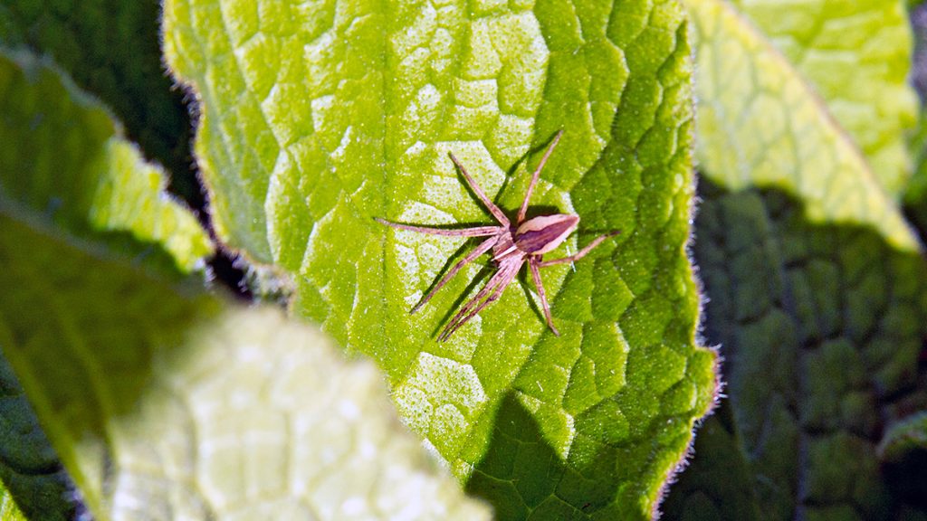 Nursery Web Spider