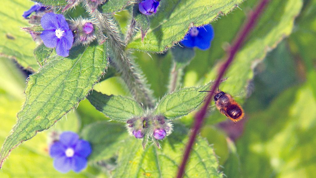 Red Mason Bee