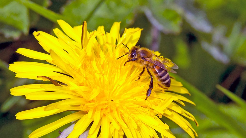 Western Honey Bee on a Dandelion