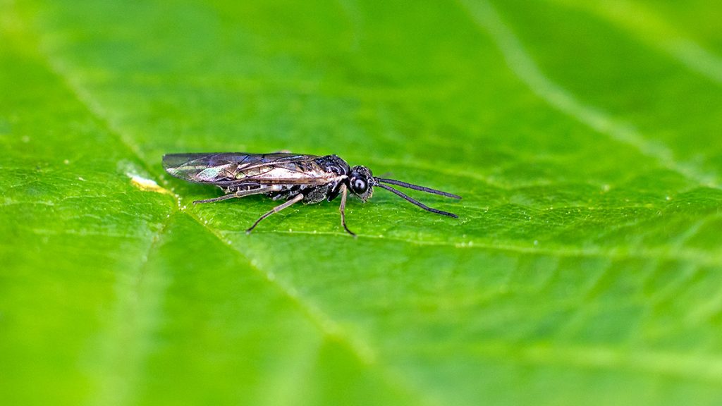 Pallid Buttercup Sawfly