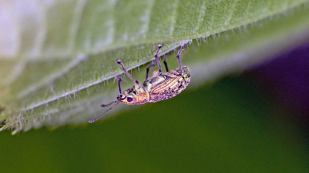 Deer Broad-nosed Weevil