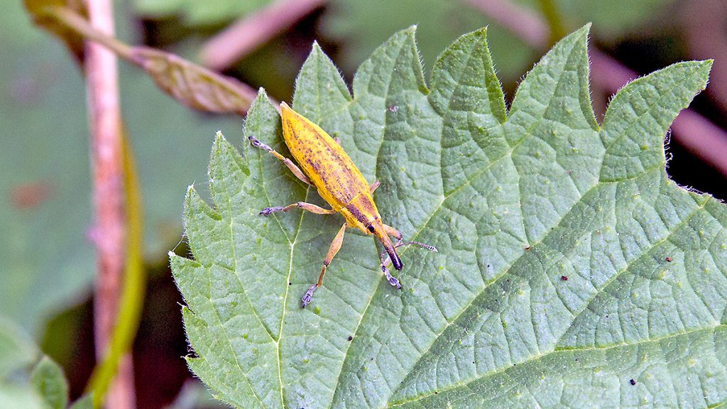 Yellow Weevil