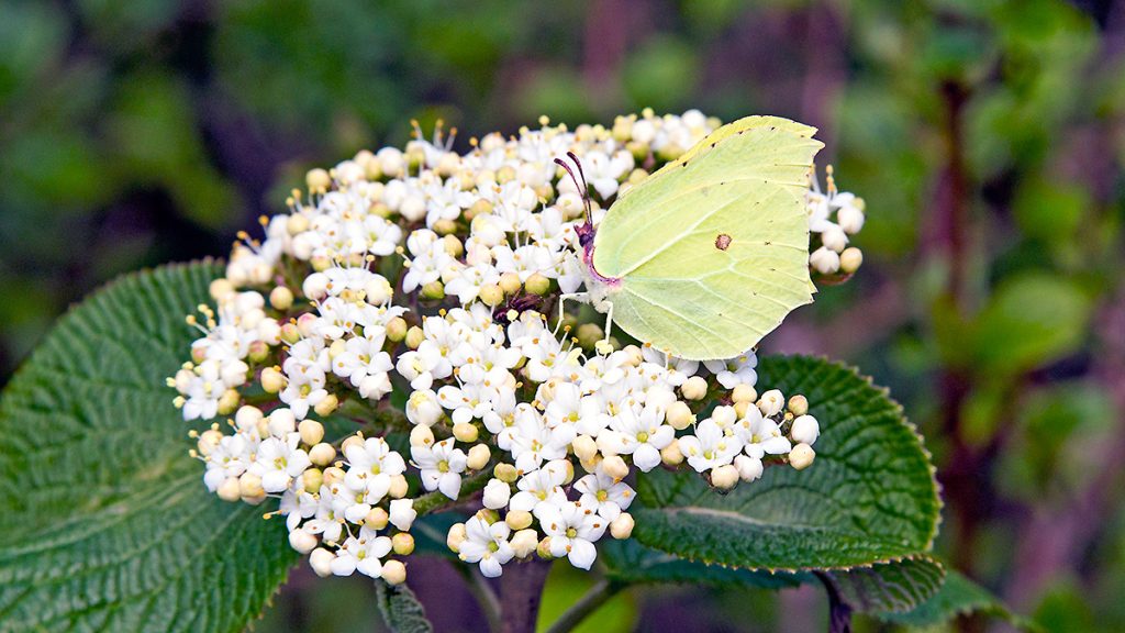 Brimstone butterfly