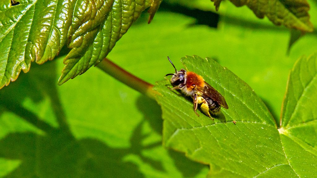 Early Mining Bee