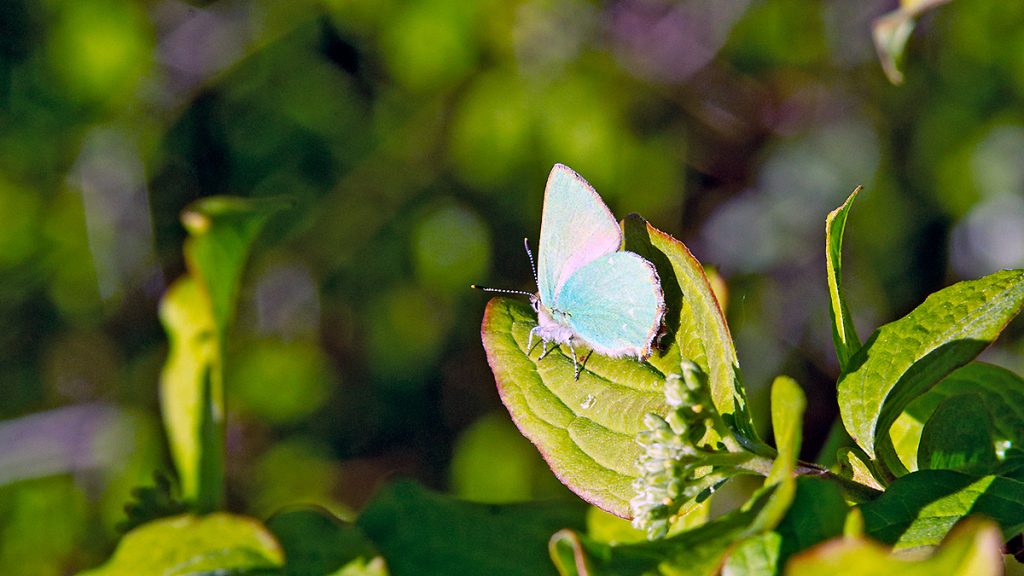 Green Hairstreak butterfly