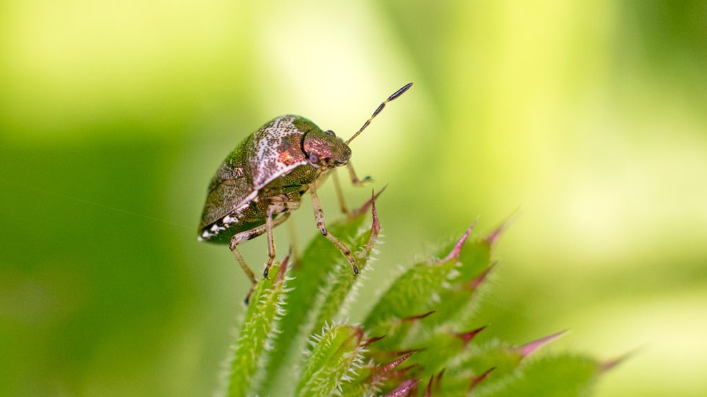 Woundwort Shieldbug
