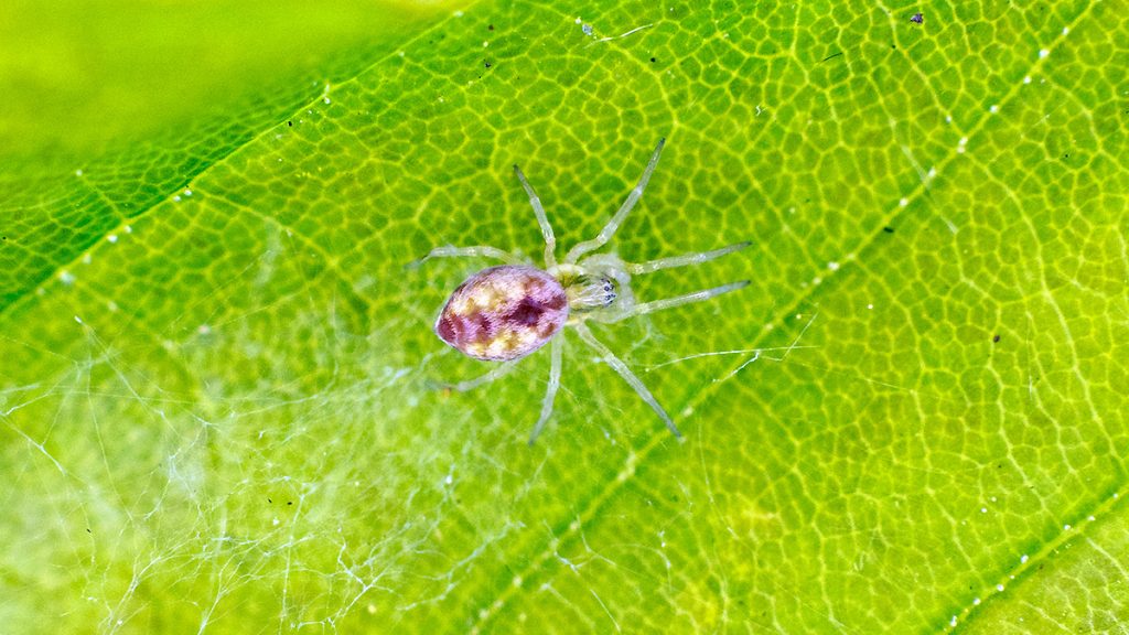 Bleeding Heart Spider