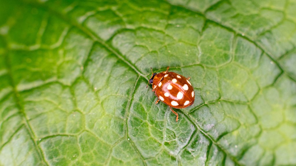 Cream-spot Ladybird