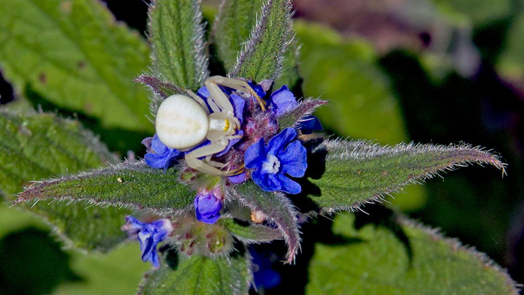 Flower Crab Spider on Green Alkanet flower