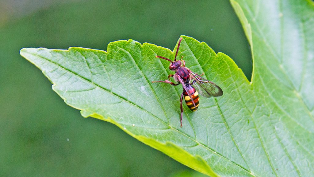 Common Bee Wasp