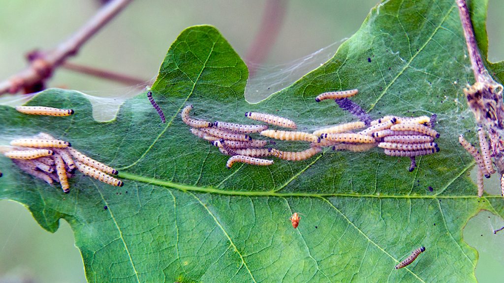 Spindle Ermine moth larvae