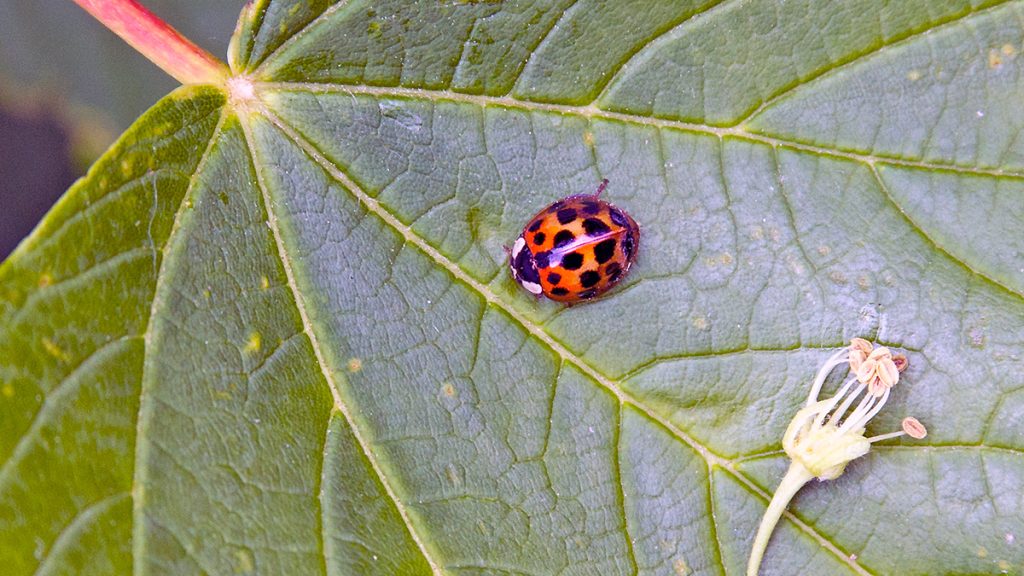 Harlequin Ladybird