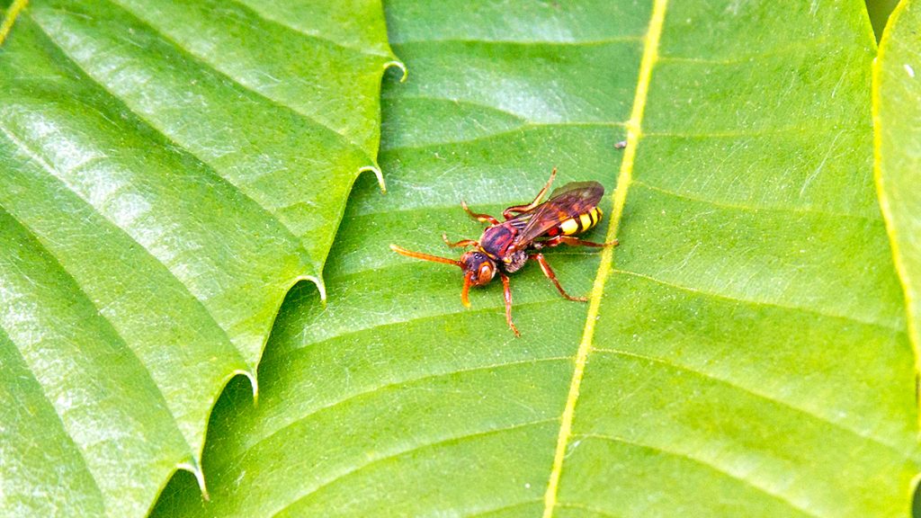 Flavous Nomad Bee