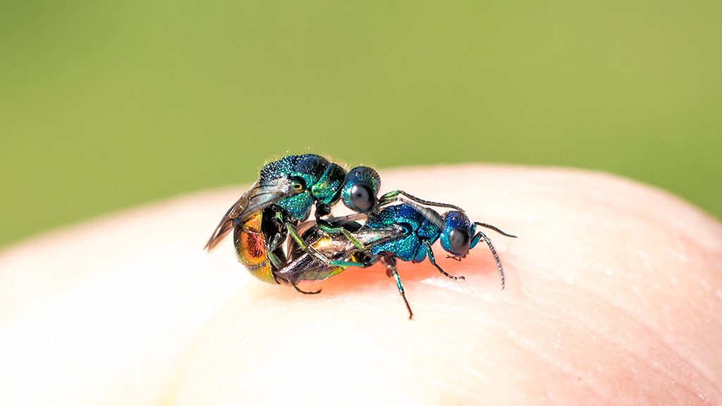 ruby-tailed wasp