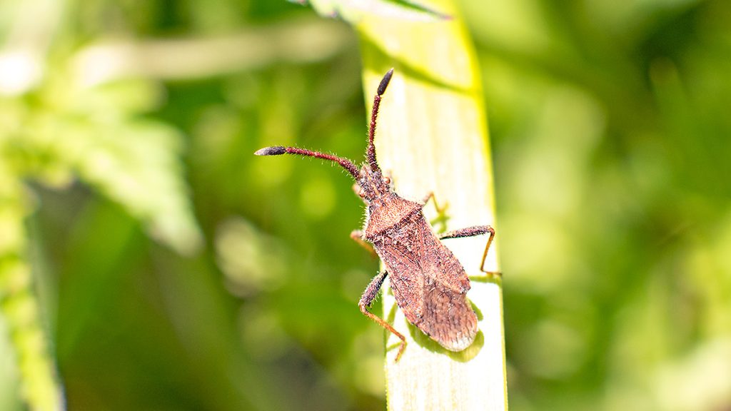 Denticulate Leatherbug