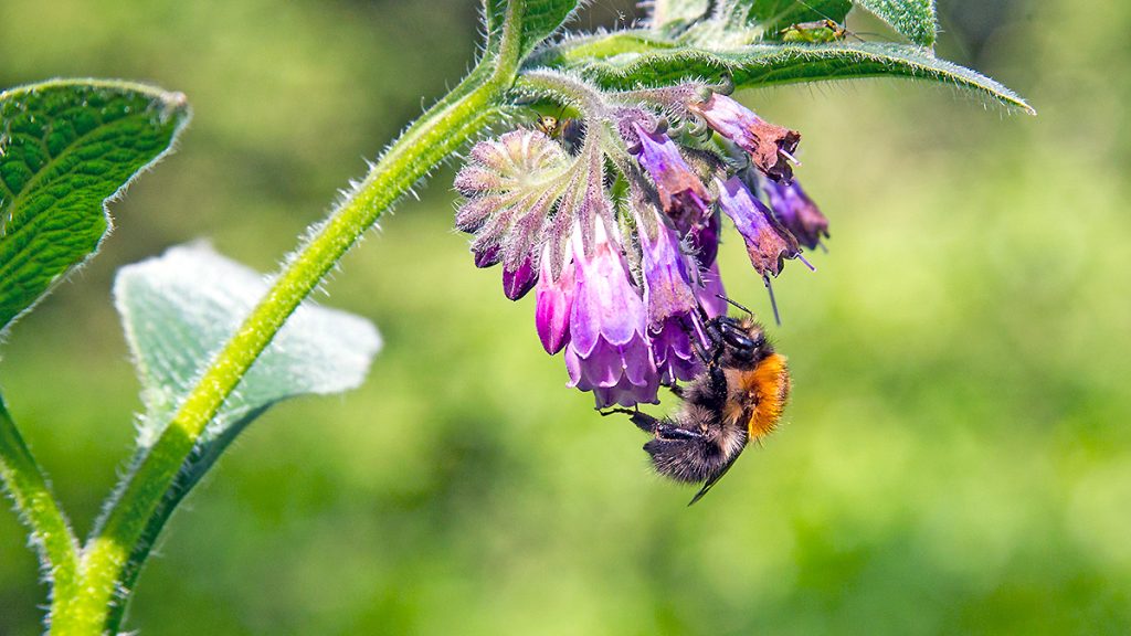 Common Carder Bee on Common Comfrey flower