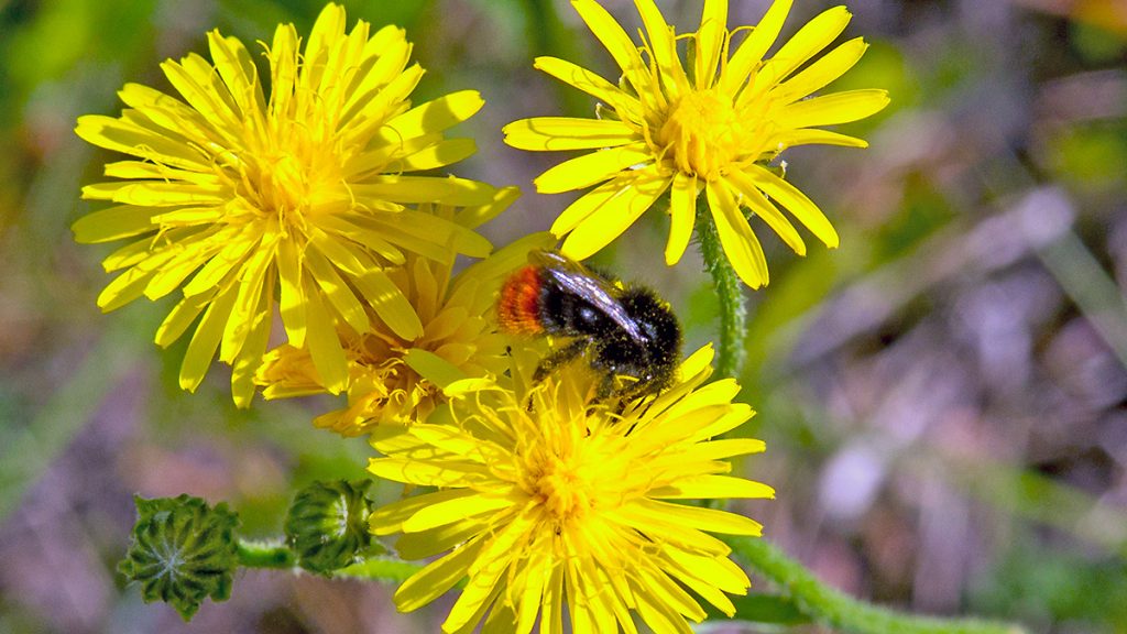 Red-tailed Bumblebee on Rough Hawk's-beard flower