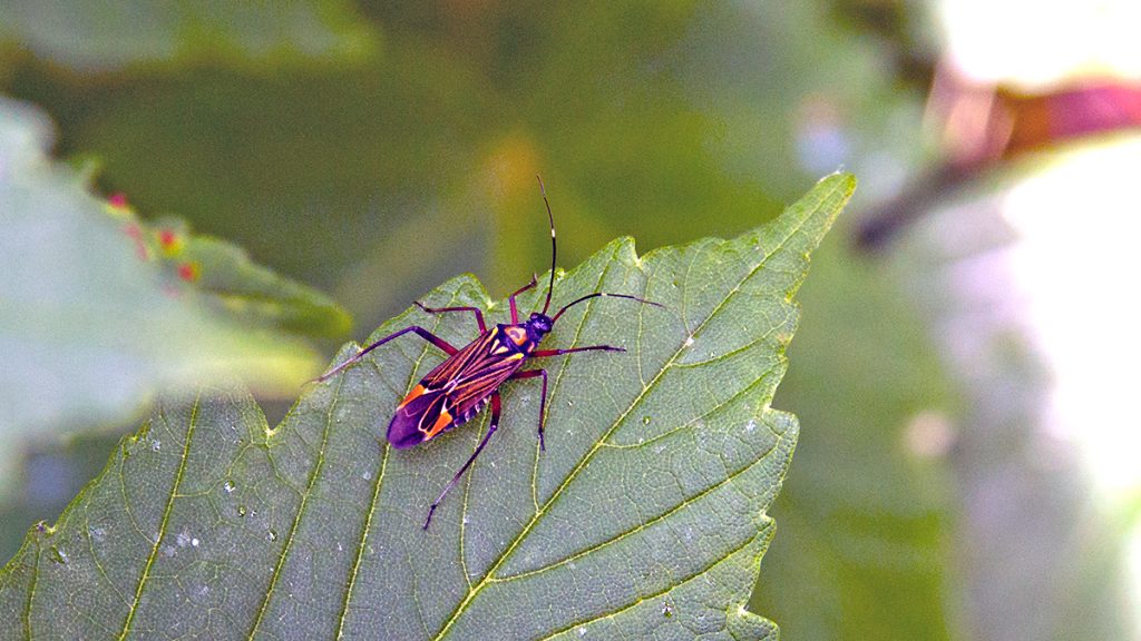 Fine-streaked Bugkin