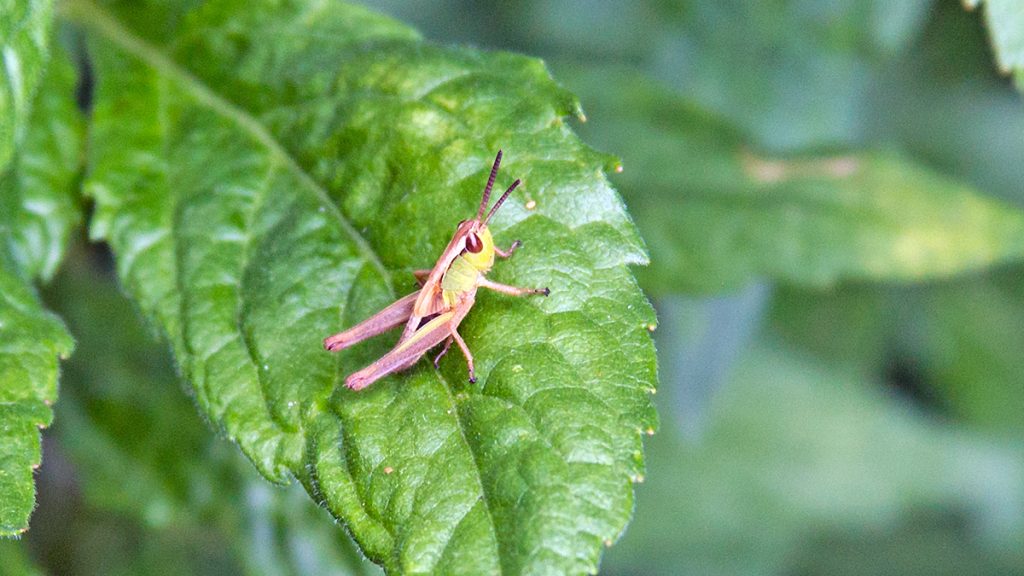 Meadow Grasshopper