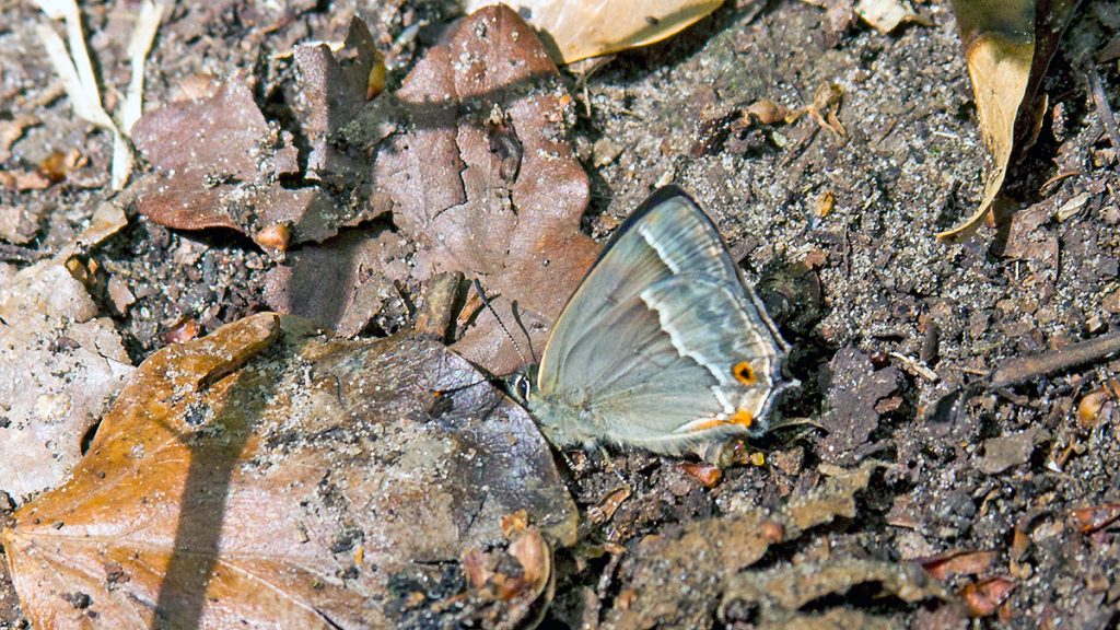 Purple Hairstreak