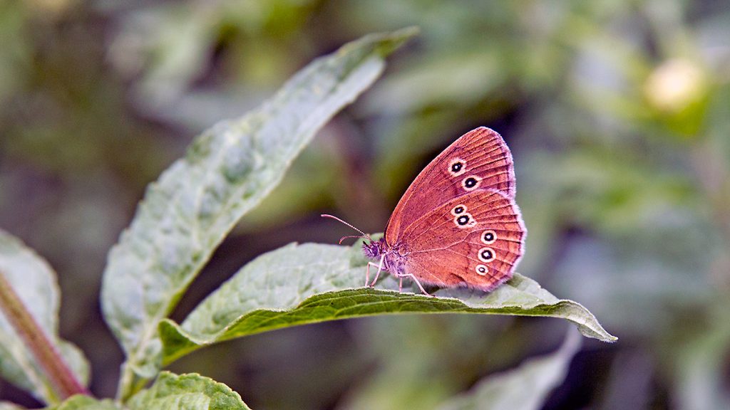 Ringlet