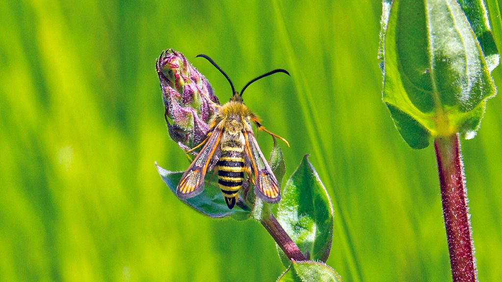 Six-belted Clearwing moth