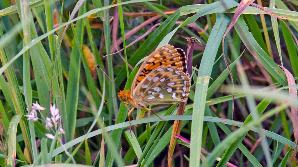 Dark Green Fritillary