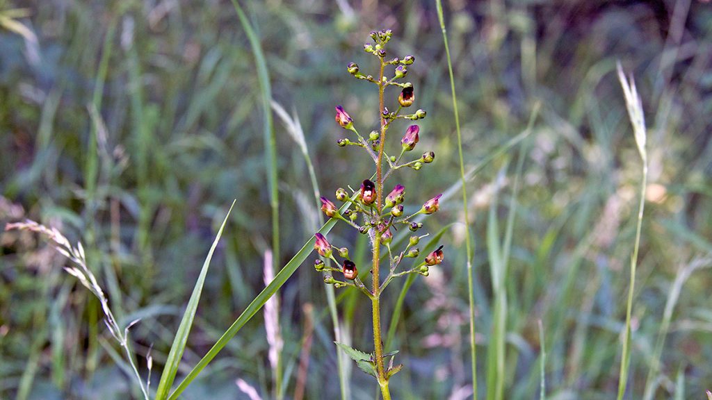 Woodland Figwort
