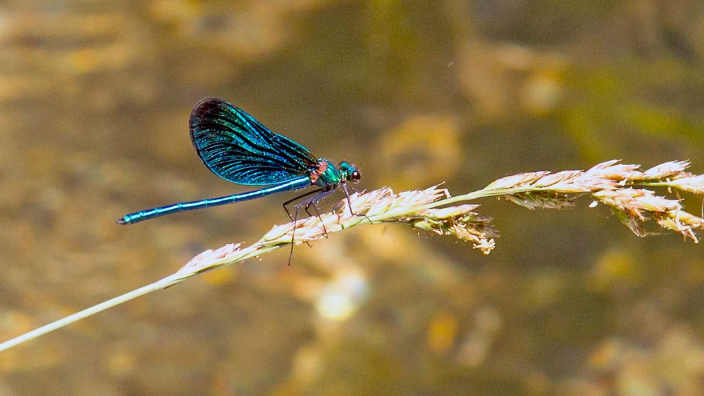 Beautiful Demoiselle damselfly