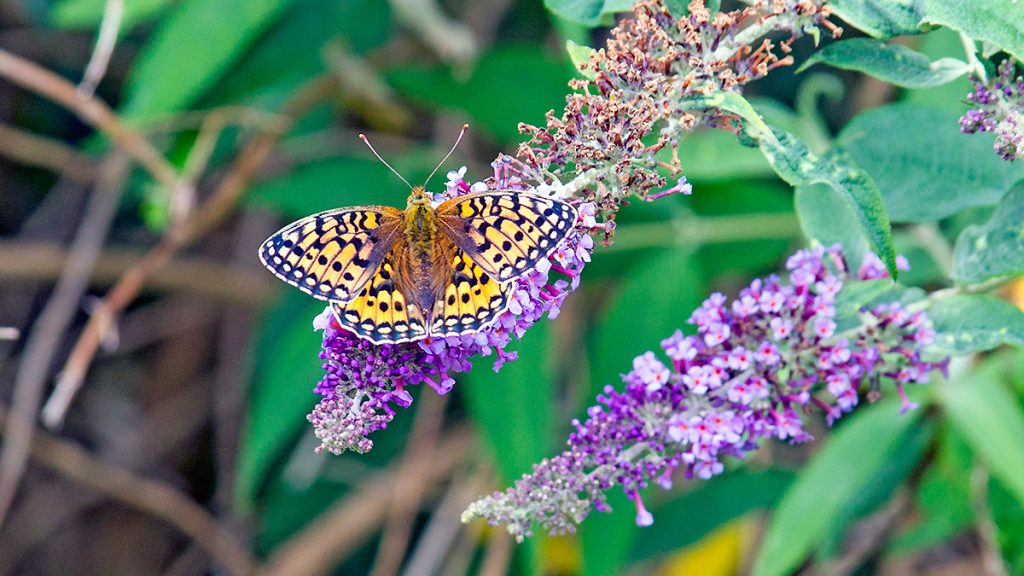Dark Green Fritillary