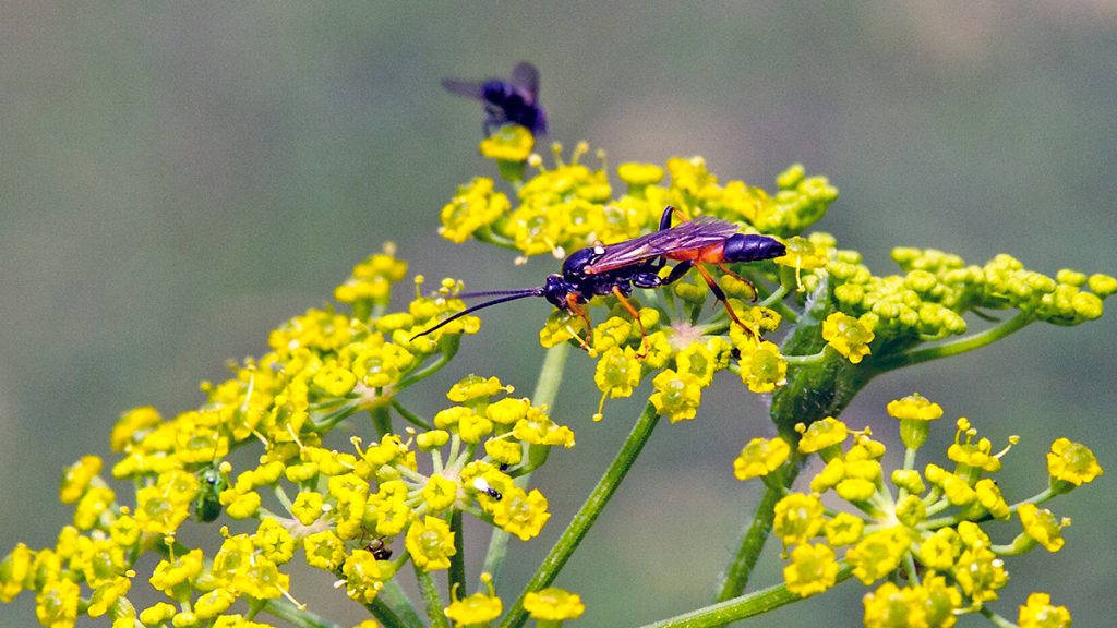 ichneumon wasp on Wild Parsnip