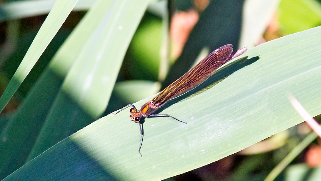 Beautiful Demoiselle damselfly