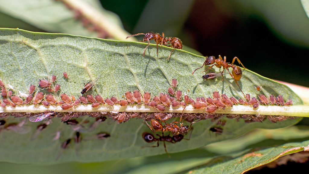 Dogwood - Rosebay Willowherb Aphid