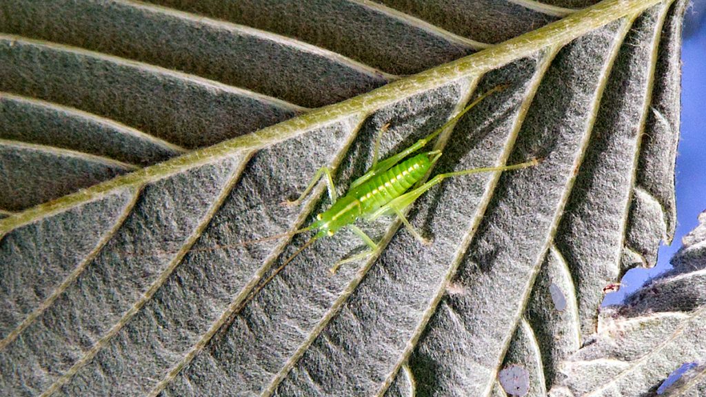 Oak Bush-cricket