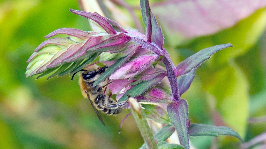 Red Bartsia Bee