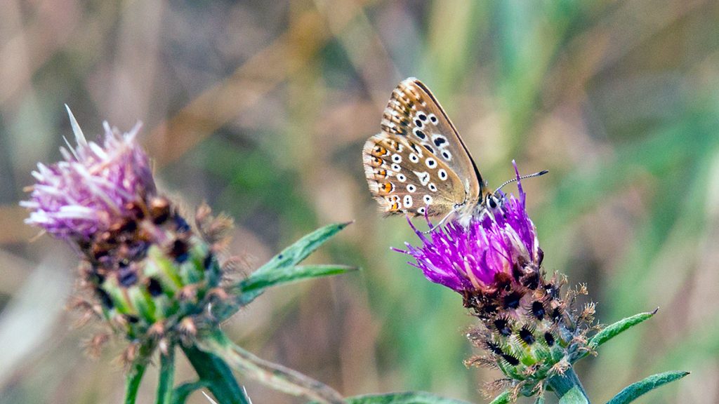 Chalk Hill Blue feeding on Common Knapweed