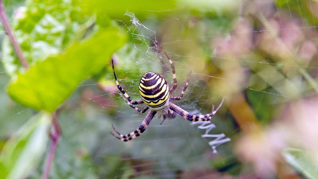 female Wasp Spider