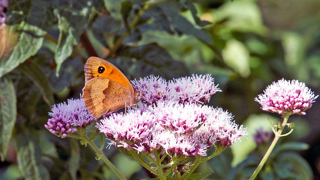 Gatekeeper on Hemp-agrimony