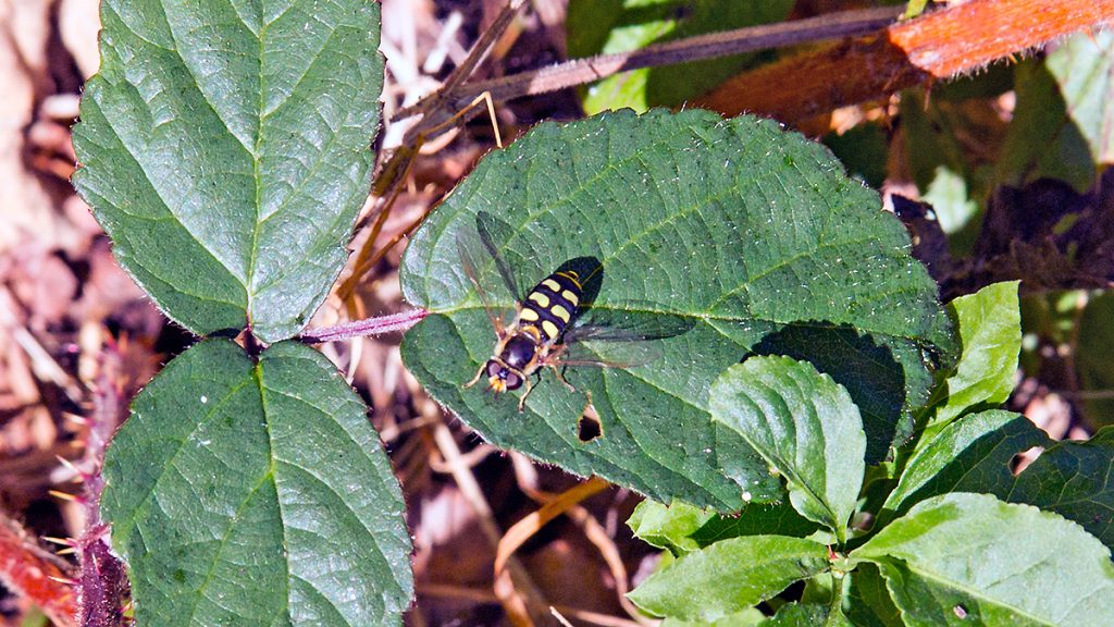 Black-tailed Aphideater hoverfly