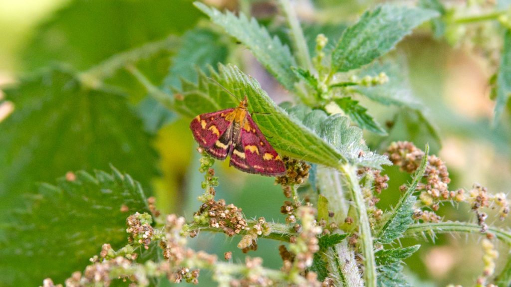 Common Purple-and-gold moth on Stinging Nettle